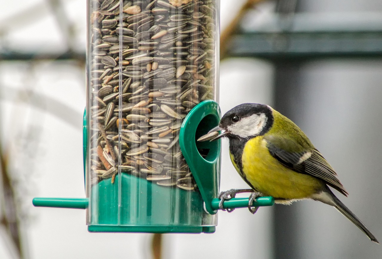 Vögel im heimischen Garten