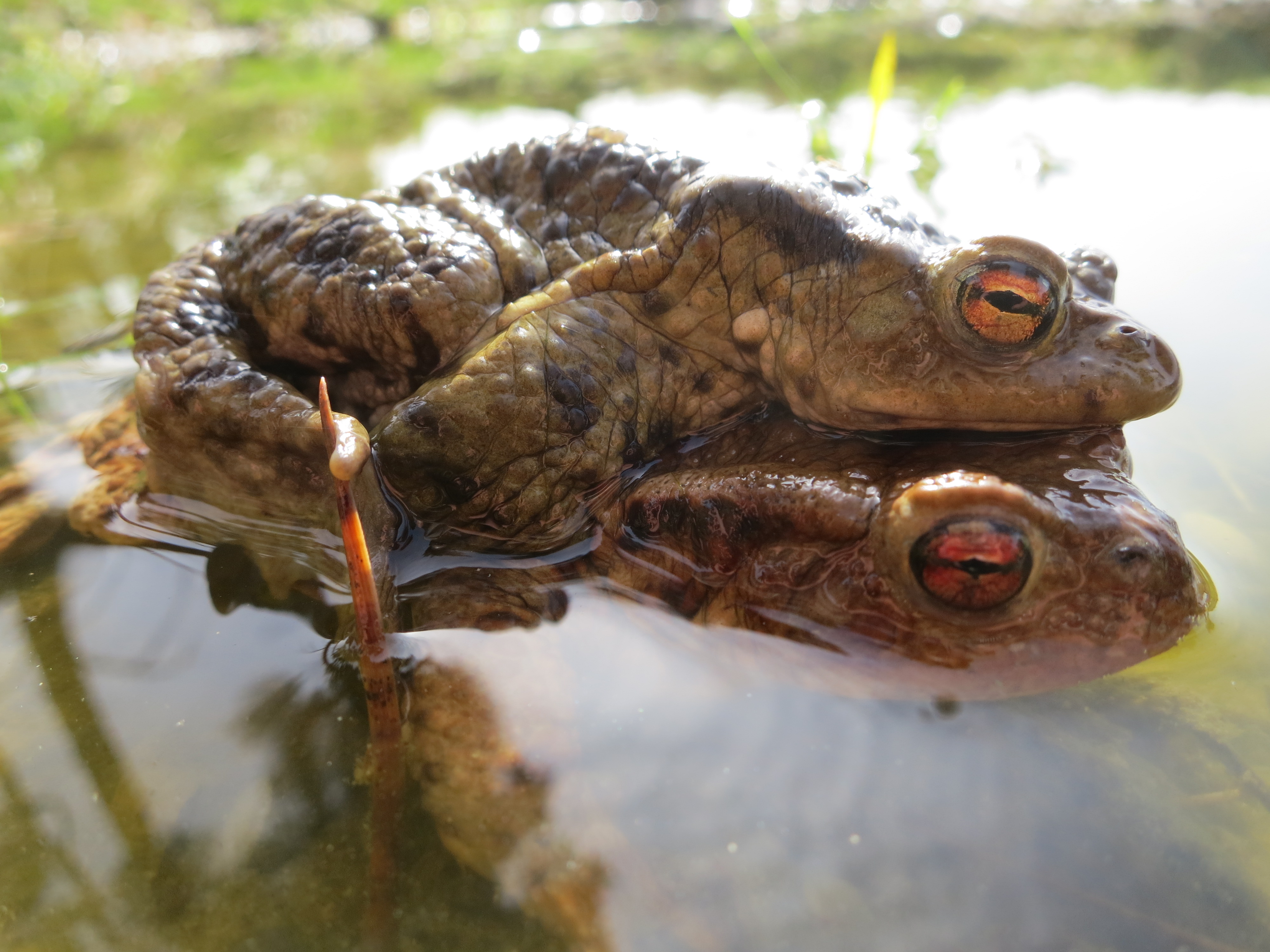Achtung! Amphibien wandern wieder