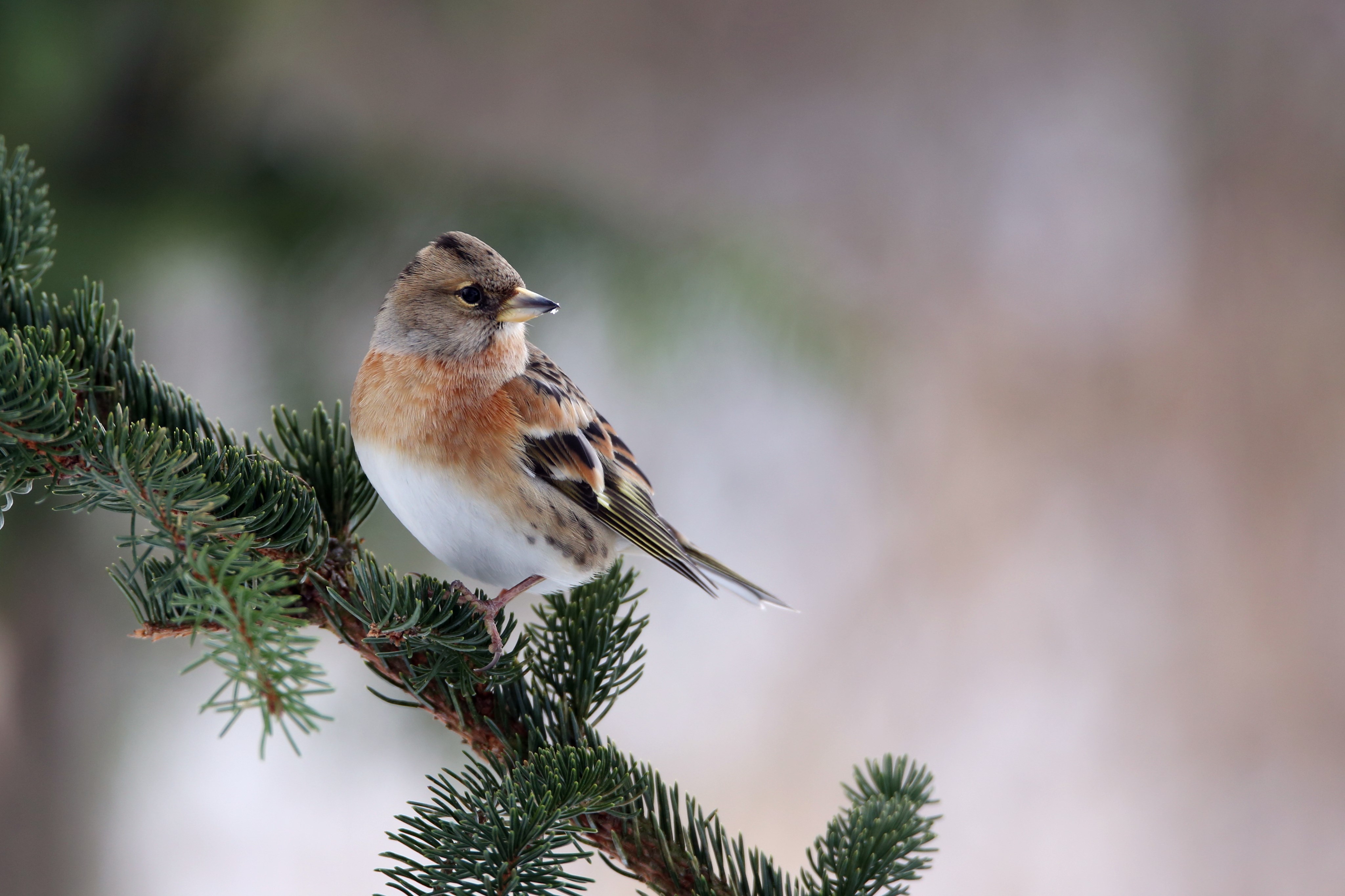 Die Stunde der Wintervögel