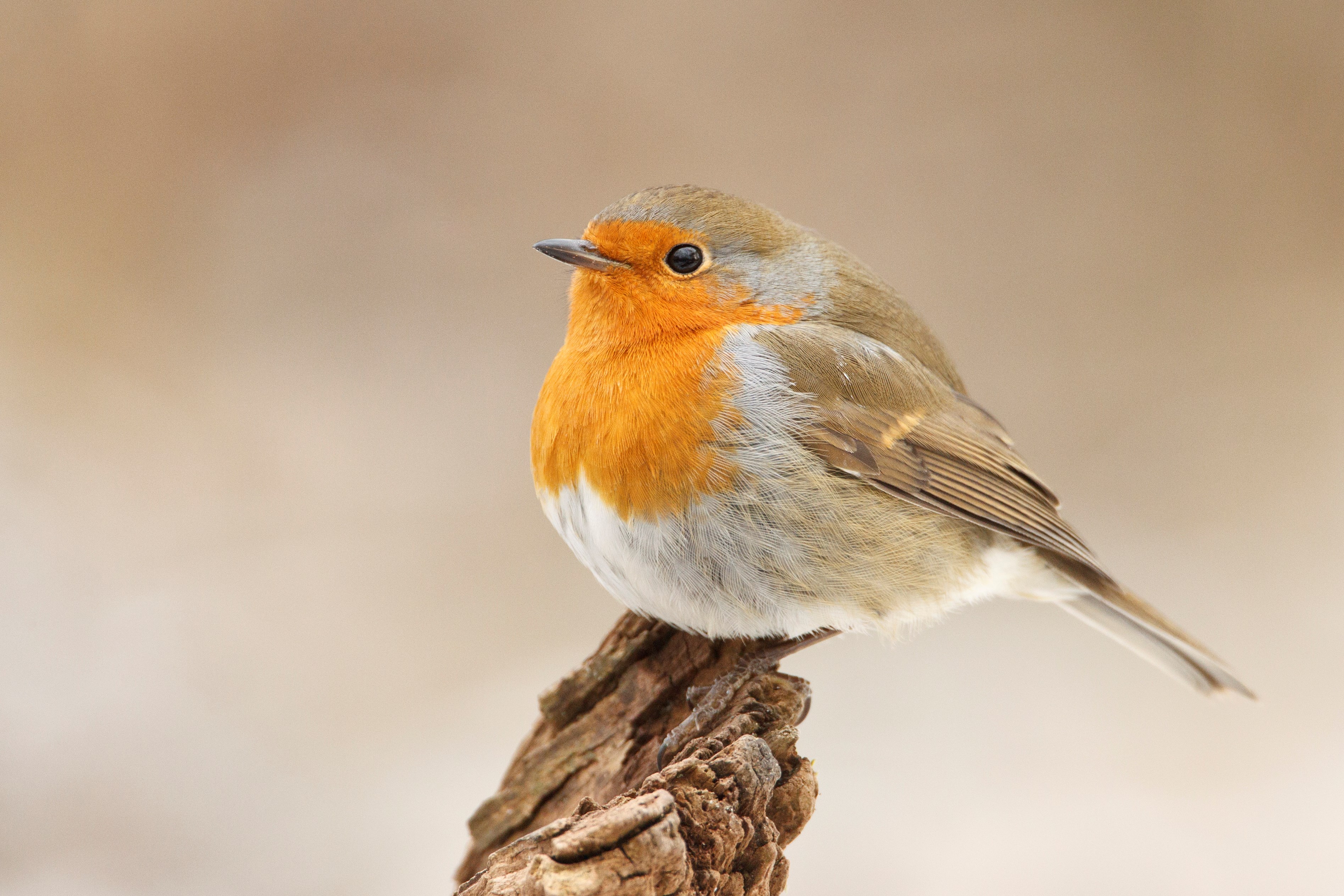 Was ist los in Münchens Vogelwelt?