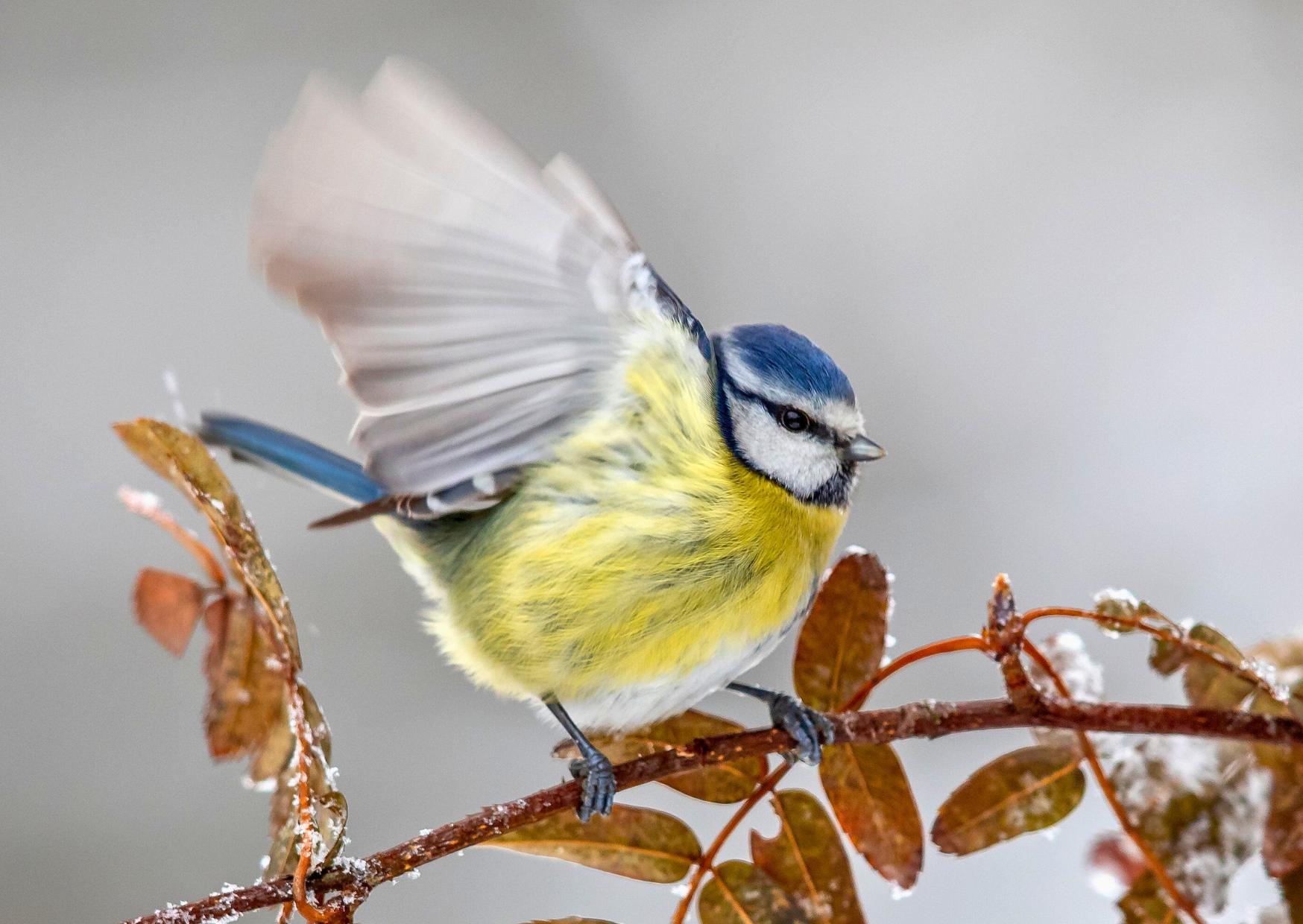 Stunde der Wintervögel